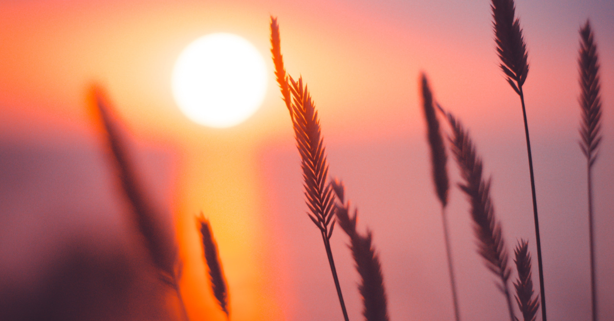 wheat grain in focus photography during sunset photo